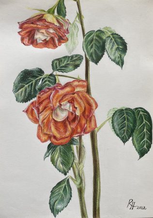 "Roosioksad"
2022. Värvipliiatsid,  21x28 cm